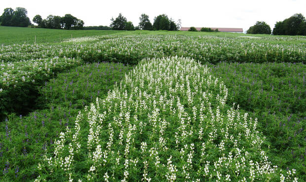 Lupinenfeld. © Foto Fraunhofer IVV