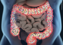 Die Bakterienvielfalt im Dickdarm wird durch Antibiotika reduziert. Die Bakterienvielfalt im Dickdarm wird durch Antibiotika reduziert.