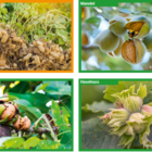 Ernährungsberatung von Familien nach der Diagnose Erdnuss-/Nussallergie