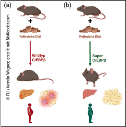 Mäuse mit C/EBPβ-Superfunktion (b) speichern überschüssiges Fett im hyperplastischen Fettgewebe. Bei fettreicher Diät weisen diese Mäuse ein weniger entzündetes Fettgewebe auf, speichern weniger Fett in der Leber und sind deswegen deutlich gesünder.