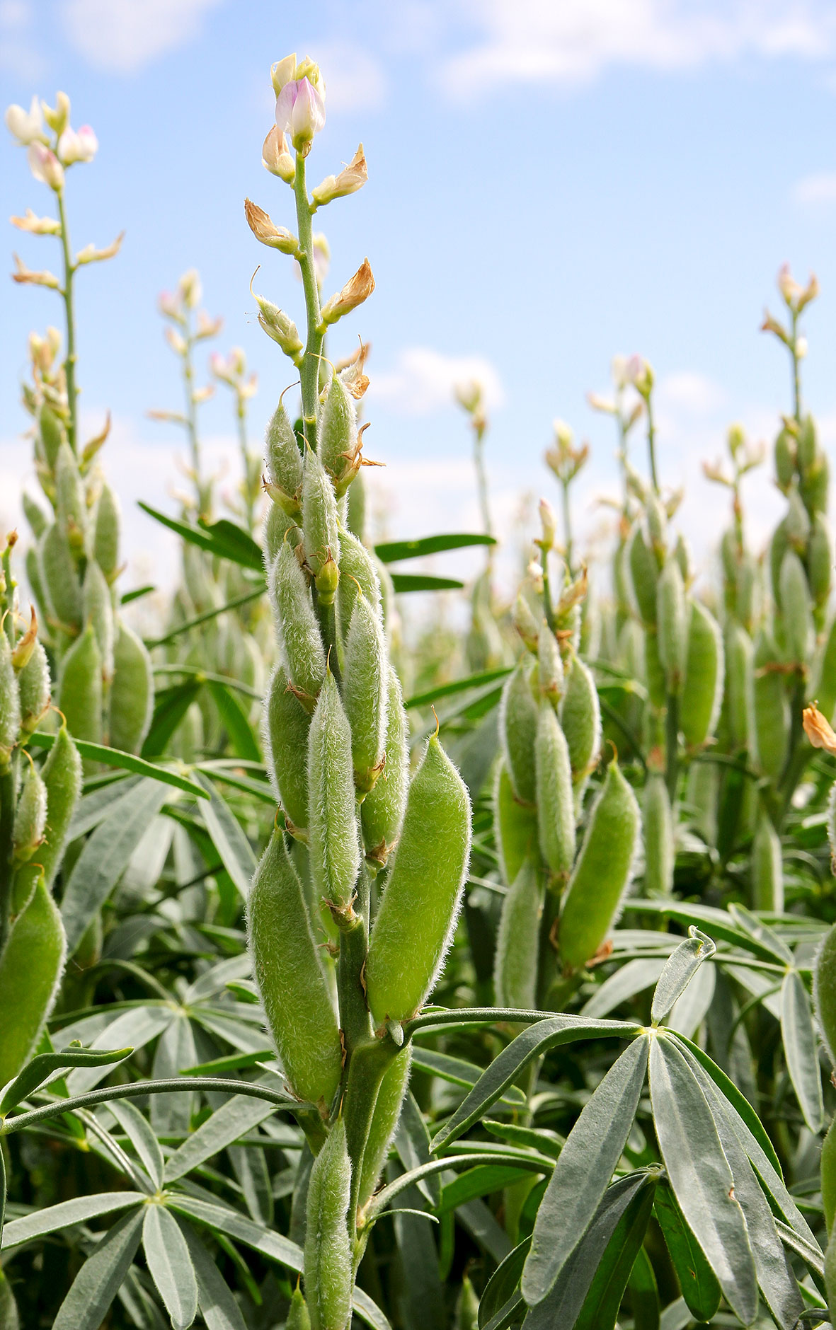 Lupinenanbau Lupinenanbau